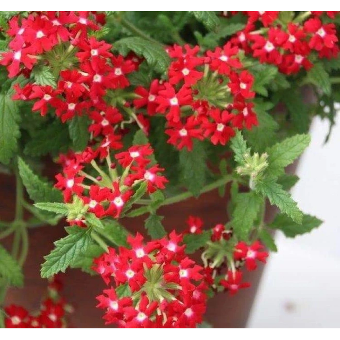 Mavi Renkli Çan Çiçeği Tohumu - 5 Adet, Ni Maviş