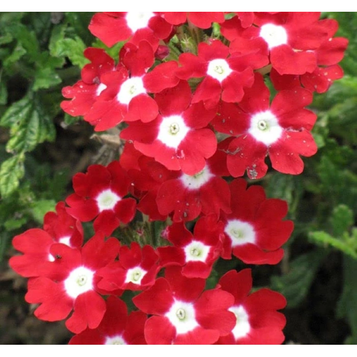 Mavi Renkli Çan Çiçeği Tohumu - 5 Adet, Ni Maviş