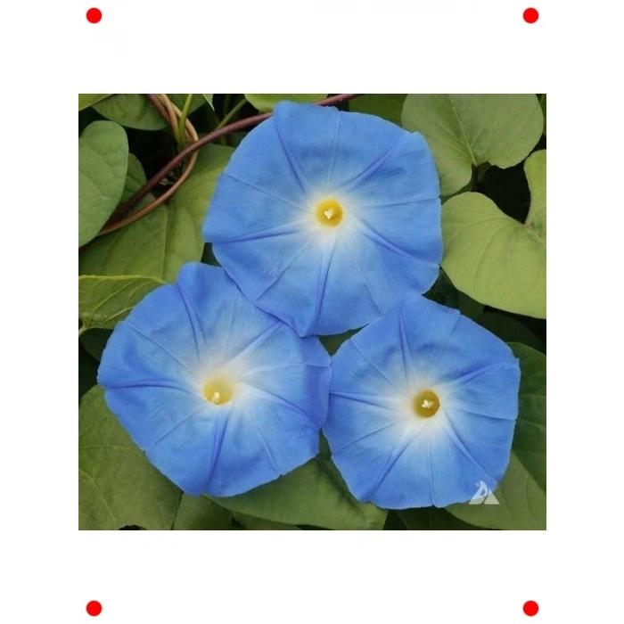 Mavi Sarmaşık Tohumu - 50 Adet