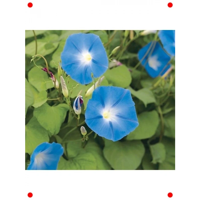 Mavi Sarmaşık Tohumu - 50 Adet