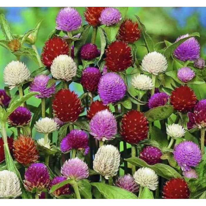 Medine Çiçeği Tohumu - Bahçenize Renk Katın