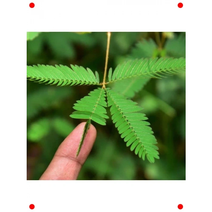 Merak Uyandıran Küstüm Çiçeği Tohumu