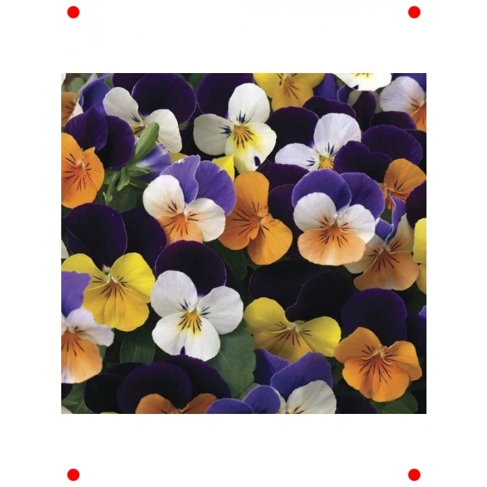 Mini Çiçekli Karışık Renkli Menekşe Tohumu (8 Adet)