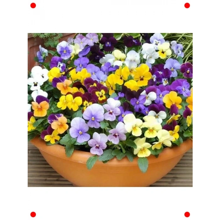 Mini Çiçekli Karışık Renkli Menekşe Tohumu (8 Adet)