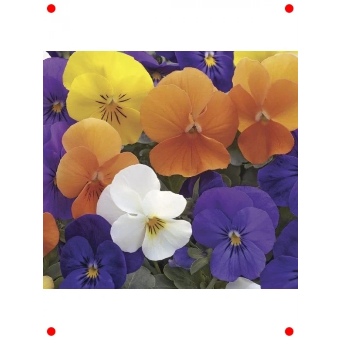 Mini Çiçekli Karışık Renkli Menekşe Tohumu (8 Adet)