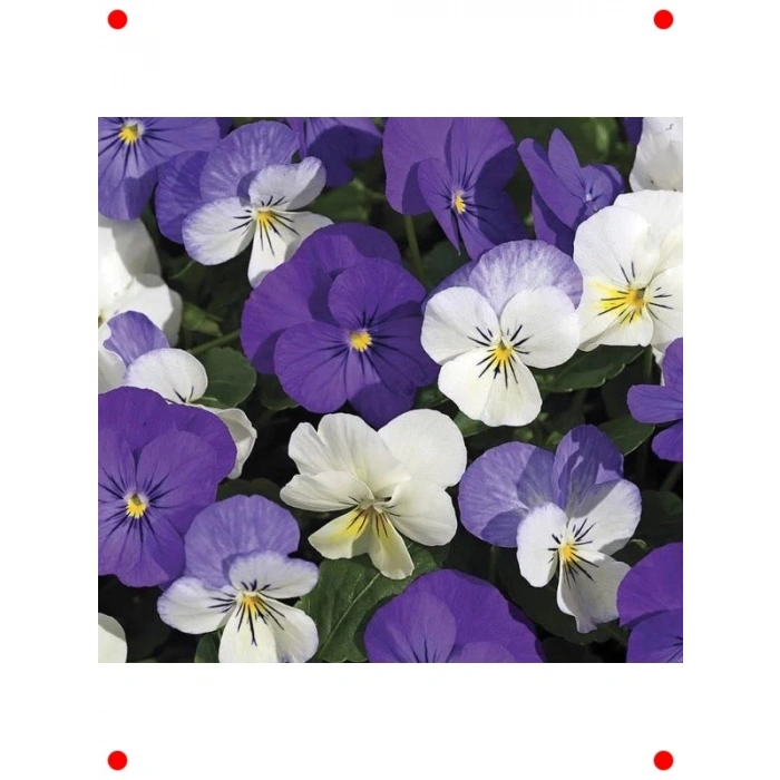 Mini Çiçekli Karışık Renkli Menekşe Tohumu (8 Adet)