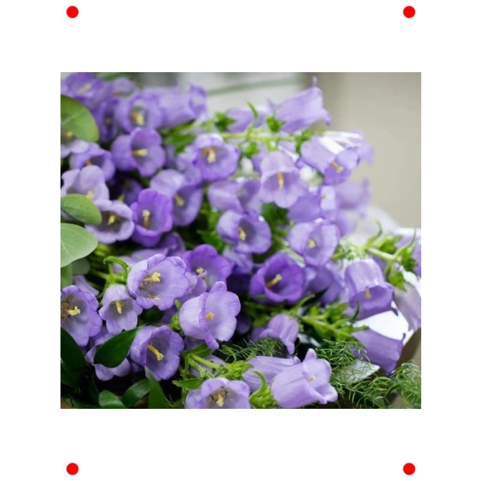 Mini Maviş Çan Çiçeği Tohumu - Leylak Rengi (5 Adet)