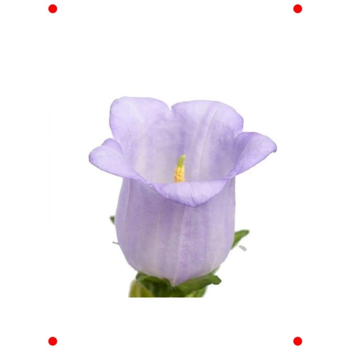 Mini Maviş Çan Çiçeği Tohumu - Leylak Rengi (5 Adet)