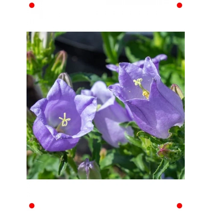 Mini Maviş Çan Çiçeği Tohumu - Leylak Rengi (5 Adet)