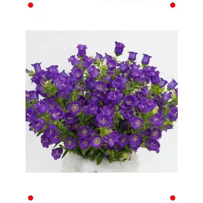 Mini Maviş Çan Çiçeği Tohumu Mavi Renk - 5 Adet