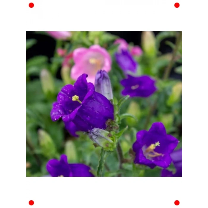 Mini Maviş Çan Çiçeği Tohumu Mavi Renk - 5 Adet