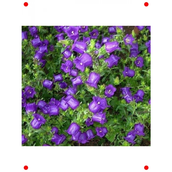 Mini Maviş Çan Çiçeği Tohumu Mavi Renk - 5 Adet