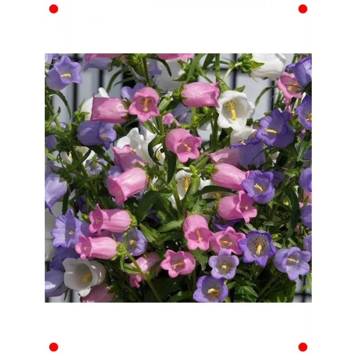 Mini Maviş Çan Çiçeği Tohumu Mavi Renk - 5 Adet