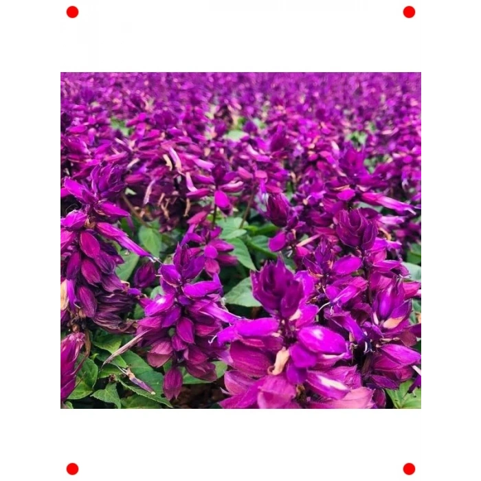Mor Ateş Çiçeği Salvia F1 Tohumu (30 Adet)