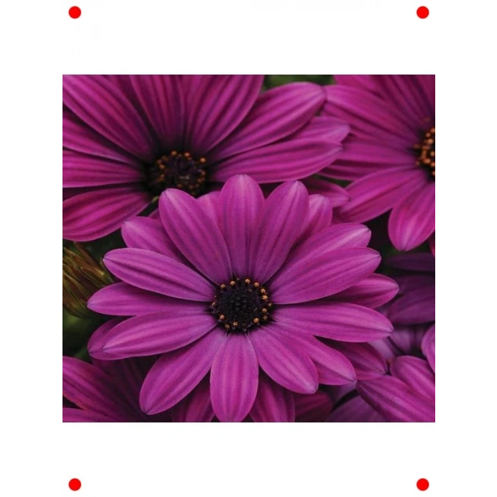 Mor Bodrum Papatyası F1 Tohumu (5 Adet)