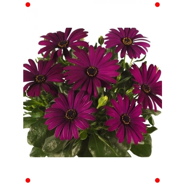 Mor Bodrum Papatyası F1 Tohumu (5 Adet)