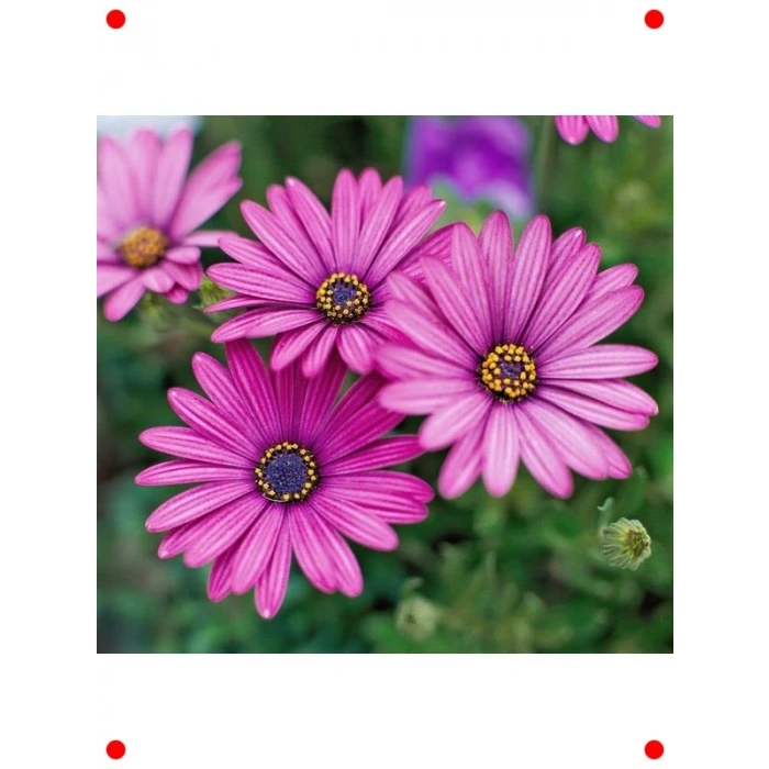 Mor Bodrum Papatyası F1 Tohumu (5 Adet)