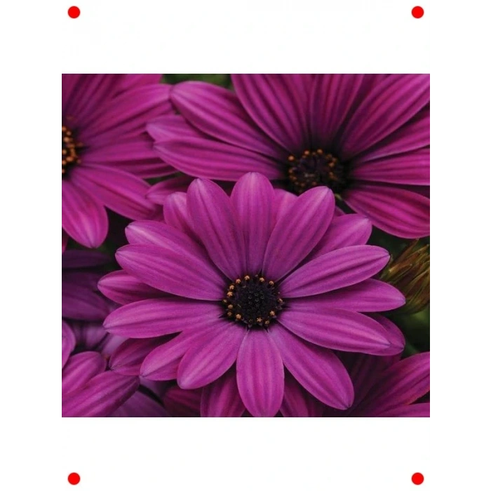 Mor Bodrum Papatyası  Tohumu (5 Adet)