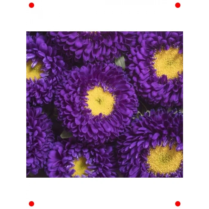 Mor Kasımpatı F1 Tohumu (15 Adet)