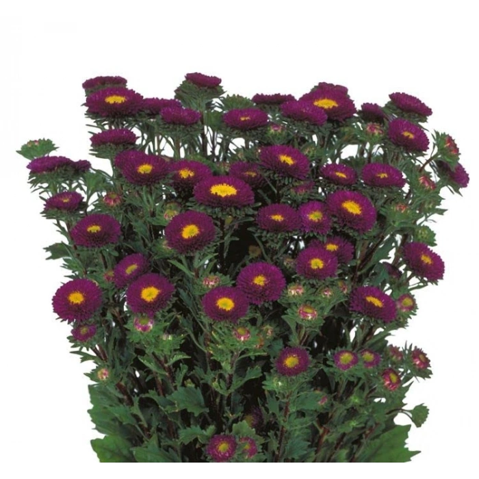 Mor Kasımpatı F1 Tohumu, 15 Adet