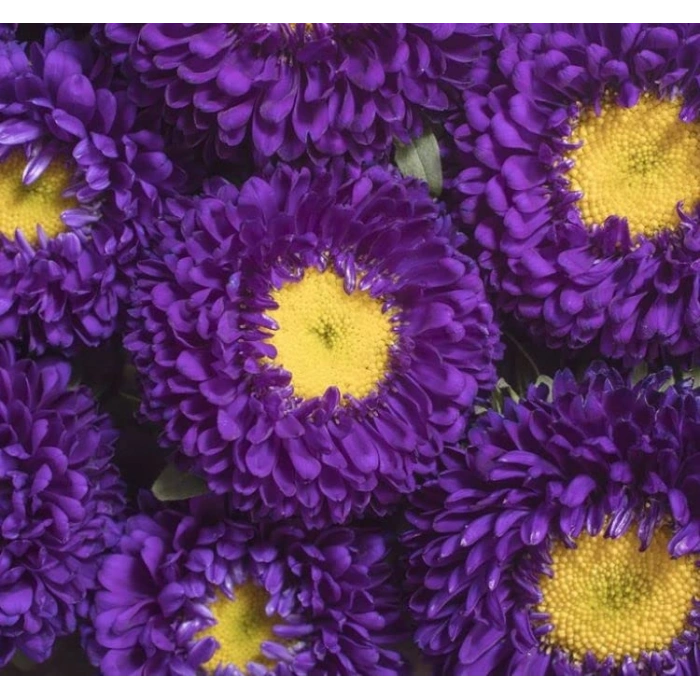 Mor Kasımpatı F1 Tohumu, 15 Adet