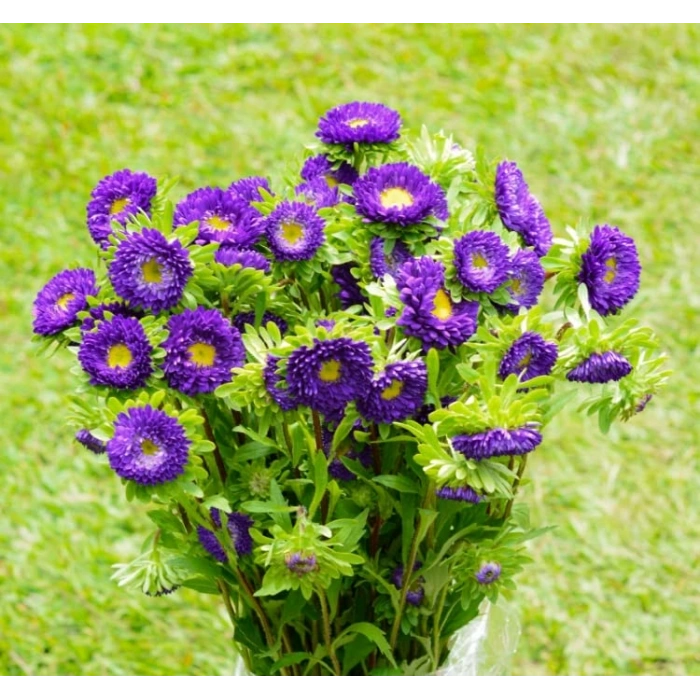 Mor Kasımpatı F1 Tohumu, 15 Adet