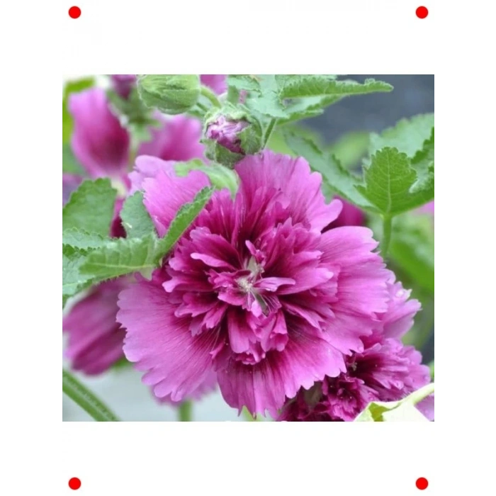 Mor Katmerli Büyük Çiçekli Gülhat Tohumu (5 Adet)