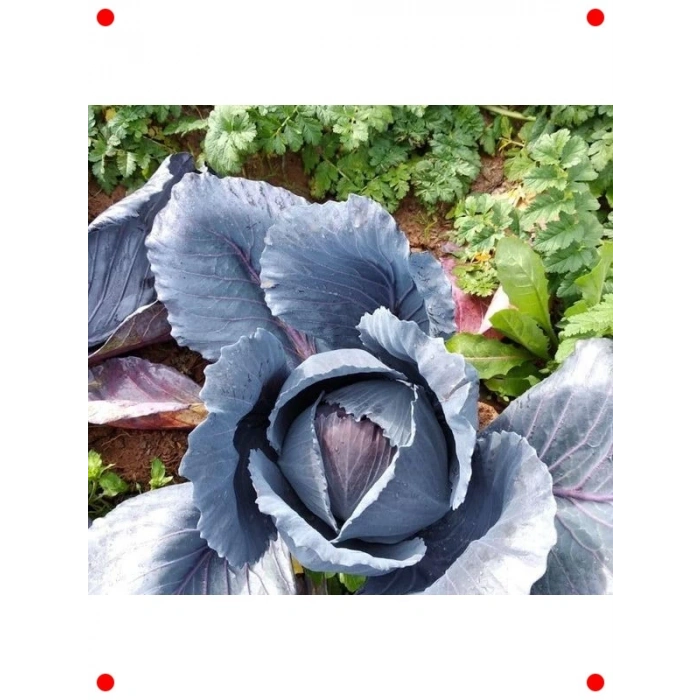 Mor Lahana Tohumu (Çoklu Paket, 5 Gram)