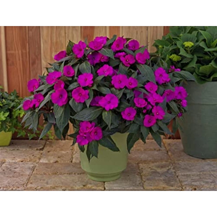 Mor Menekşe Çiçeği Tohumu - Renkli ve Canlı