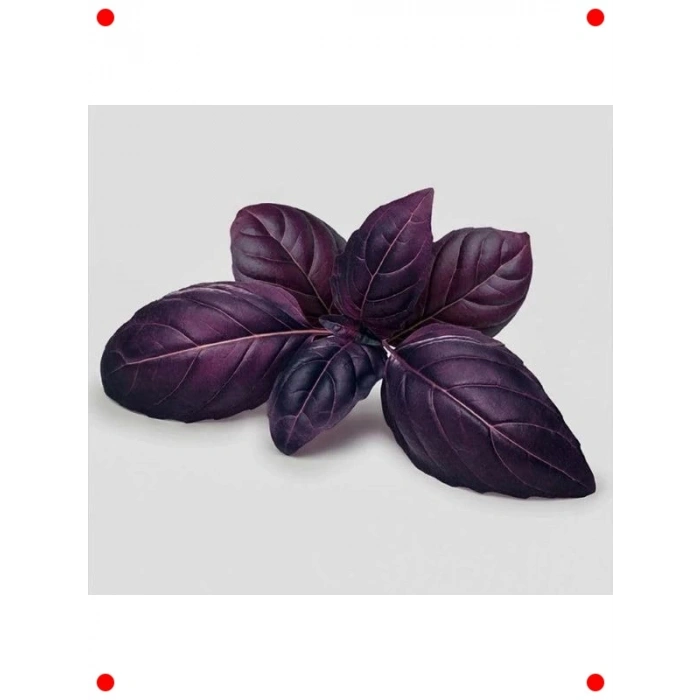 Mor Reyhan Tohumu - 5 Gram