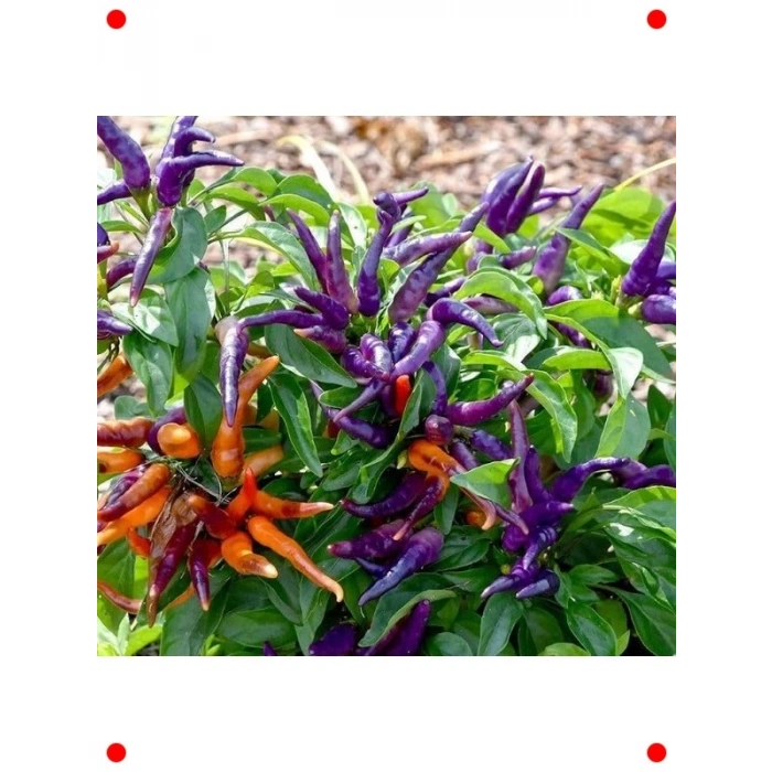 Mor Süs Biberi Tohumu - Dekoratif ve Şık