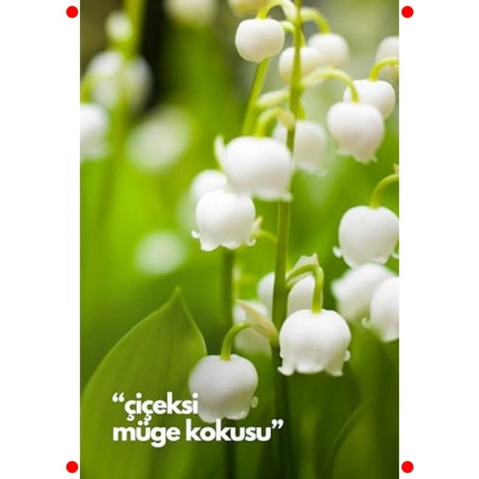 Müge Çiçeği Oda Kokusu Yedek Sprey - 250 ml