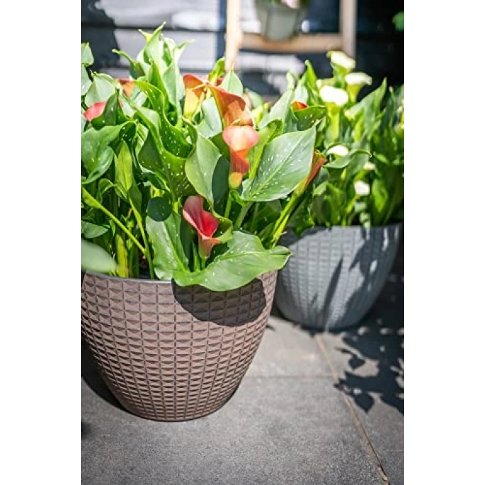 Nanda Plastik Saksı, Kahverengi