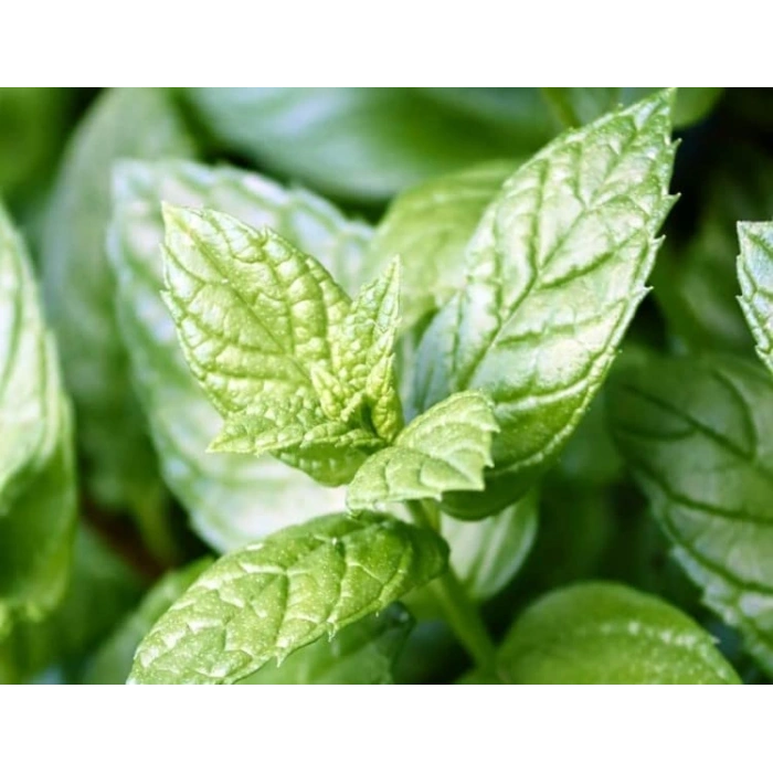 Nane Tohumu, 250 Adet, Bahçe İçin