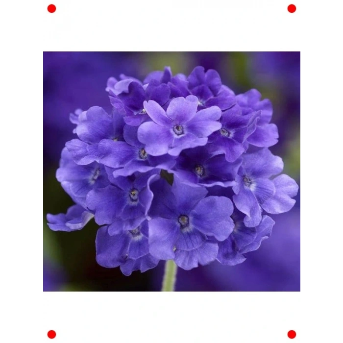 ne Çiçeği  Tohumu (20 Adet)