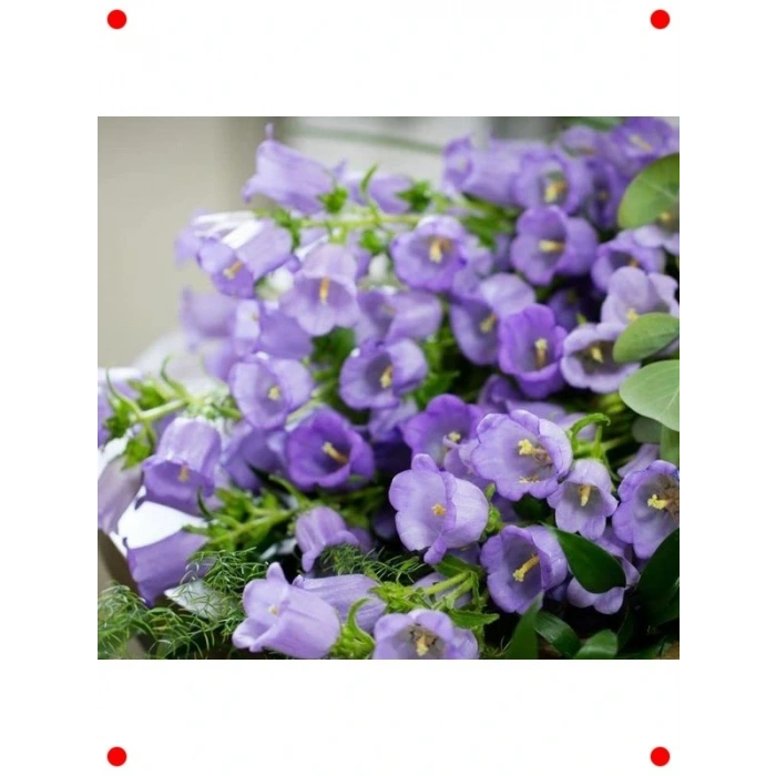 ni ş Çan Çiçeği Tohumu - Leylak Rengi (5 Adet)