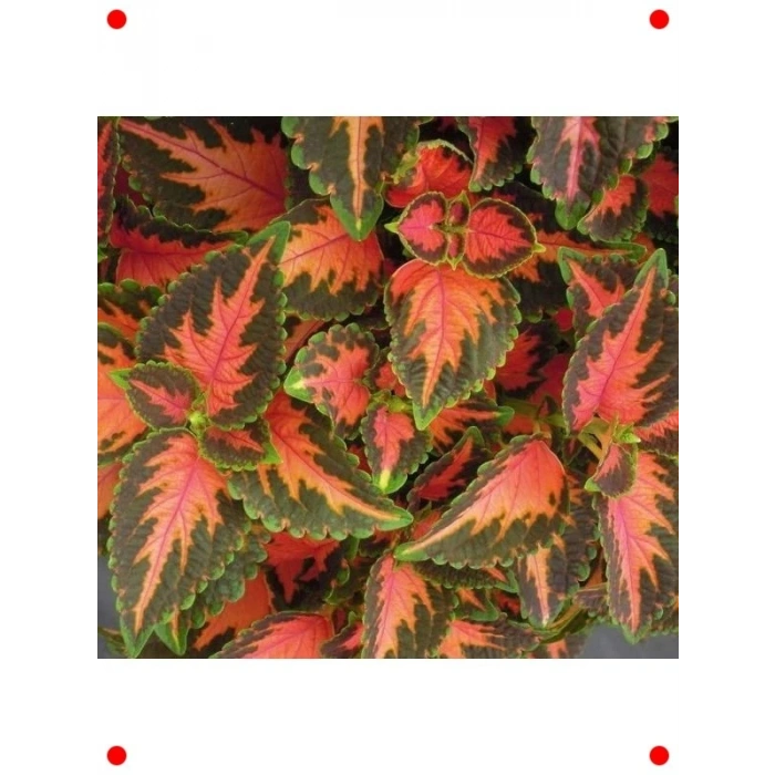 niş Yaprak Kırmızı Turuncu Yaprak Güzeli Tohumu - 20 Adet