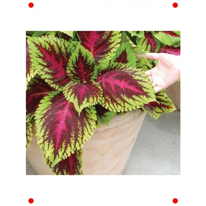 niş Yaprak Kırmızı Yeşil Yaprak Güzeli Tohumu (20 Adet)