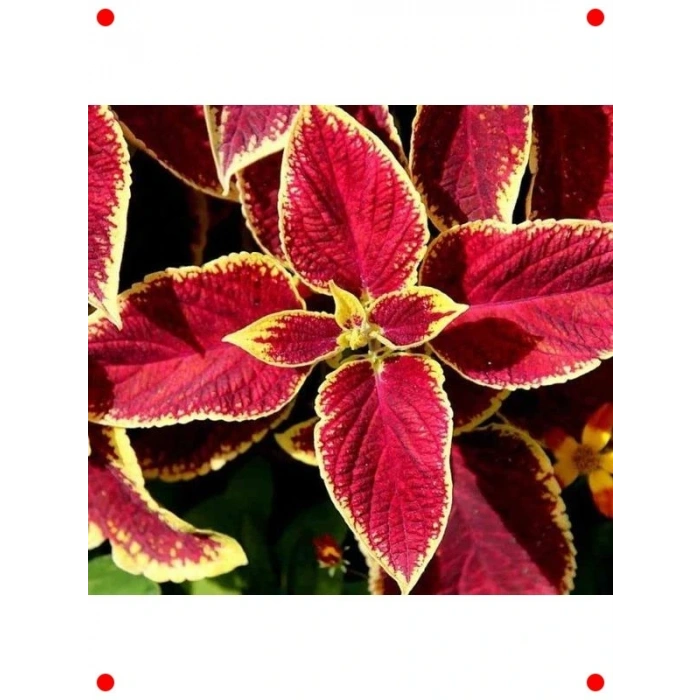 niş Yapraklı Kırmızı Yaprak Güzeli Tohumu - 20 Adet