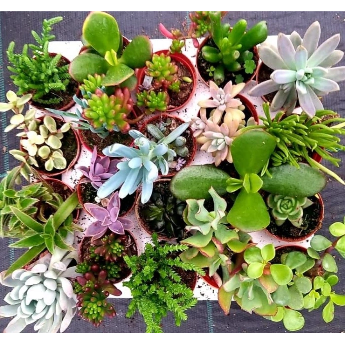 No:1 Sukulent Kaktüs Tohumu ile Bahçenizi Renklendirin