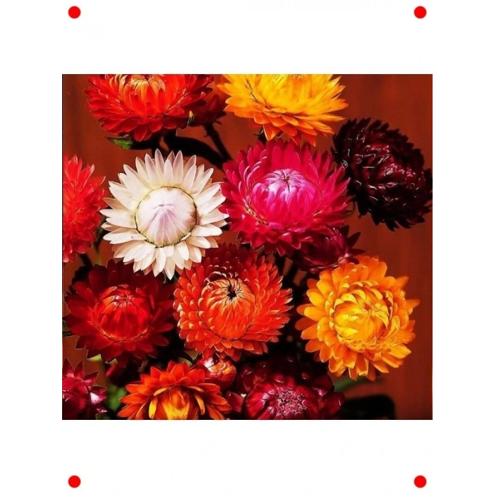 Ölmez Çiçek Karışık Renk Tohumları - 300 Adet