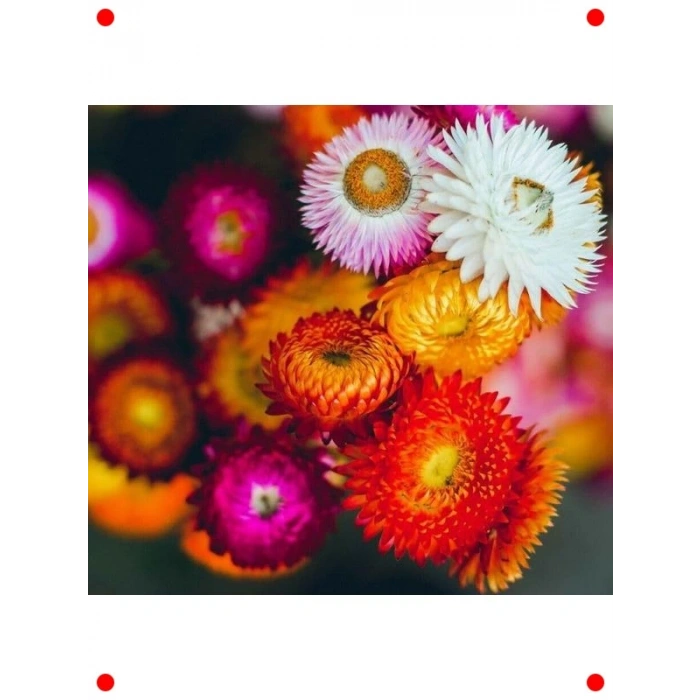 Ölmez Çiçek Karışık Renk Tohumları - 300 Adet