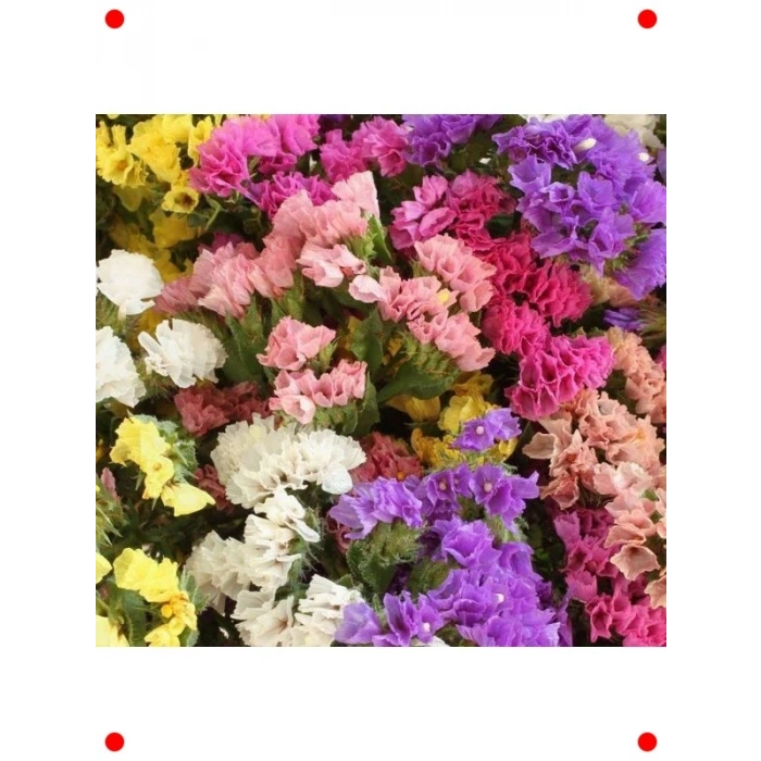 Ölümsüz Çiçeği Karışık Renkli Tohum Seti - 15 Adet