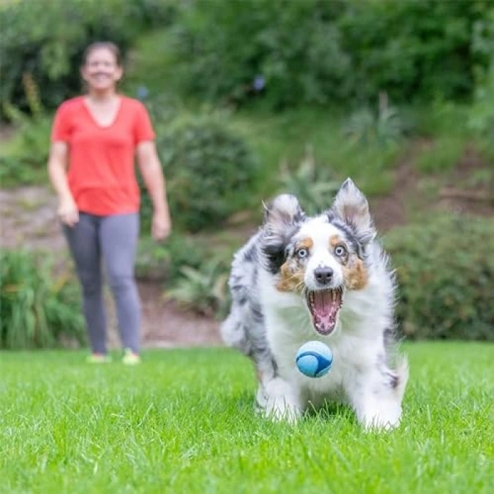 Orta Boy Chuckit! Sniff Ball, Kauçuk Köpek Oyuncağı