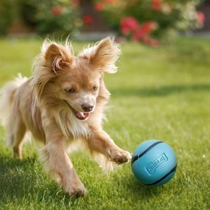Orta Boy Chuckit! Sniff Ball, Kauçuk Köpek Oyuncağı