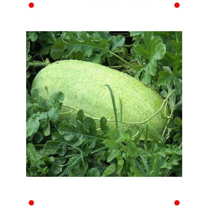 Özel Beyaz Karpuz Tohumu - Eşsiz Tatlılık