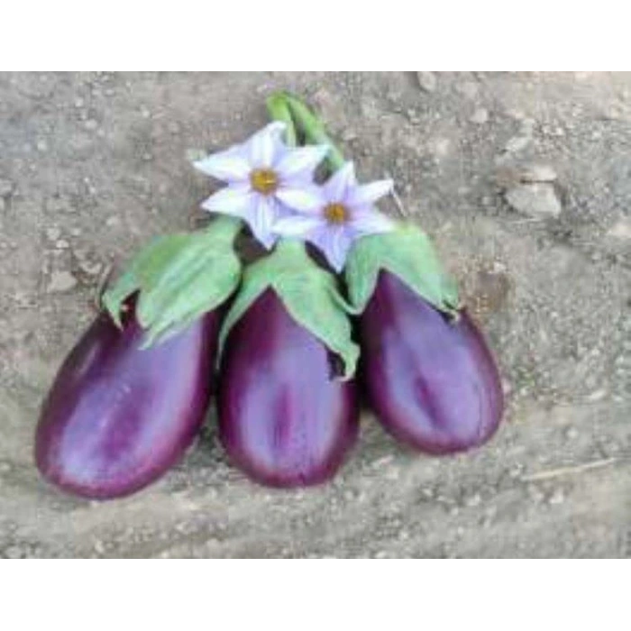Patlıcan Adana Dolmalık Tohumu - Aksel 10 gr