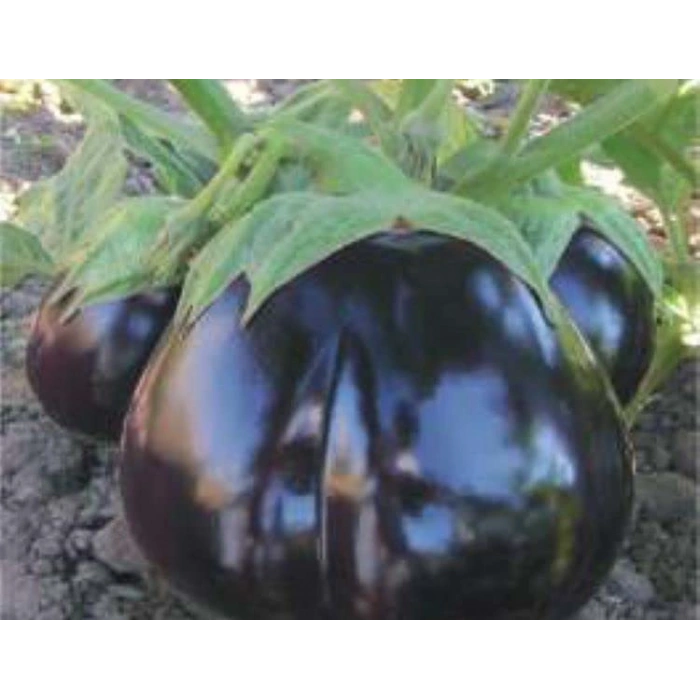 Patlıcan Topan Tohumu - Aksel 10 gr