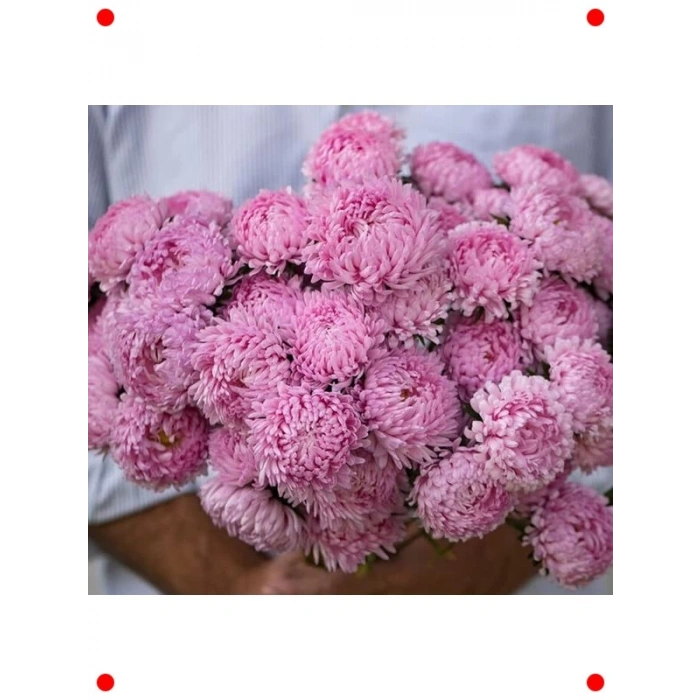 Pembe Aster Kasımpatı Tohumu (20 Adet)