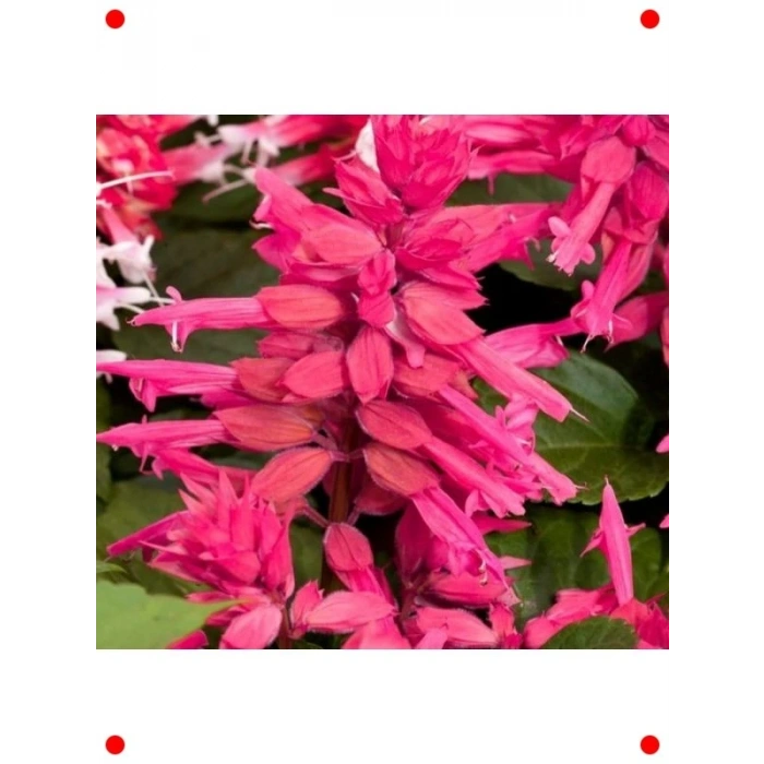 Pembe Ateş Çiçeği Salvia  Tohumu (30 Adet)